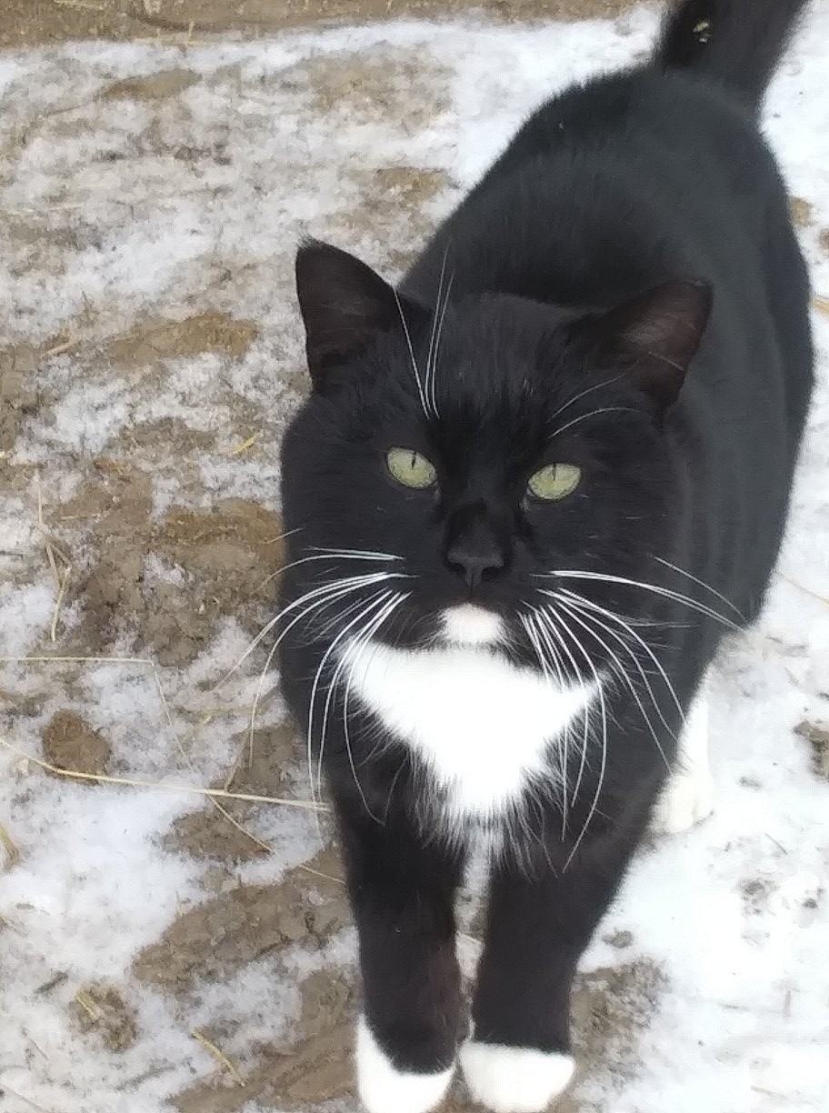 IMG_1543169114631[1]